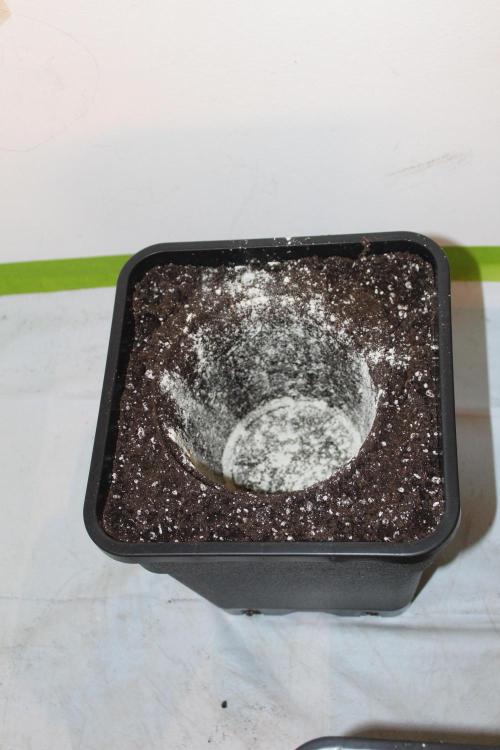 WEMBLEY X MENDOCINO Pyramid Seeds. Week 2