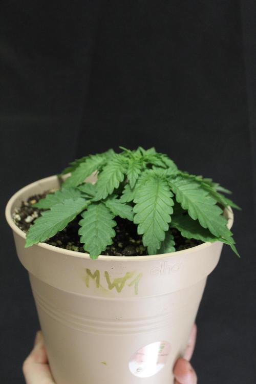 WEMBLEY X MENDOCINO Pyramid Seeds. Week 2