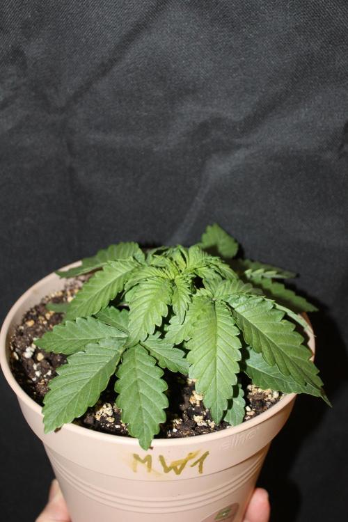WEMBLEY X MENDOCINO Pyramid Seeds. Week 2