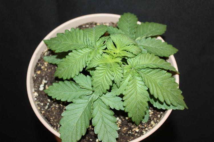 WEMBLEY X MENDOCINO Pyramid Seeds. Week 2