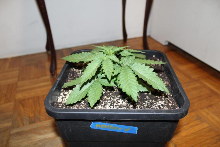 WEMBLEY X MENDOCINO Pyramid Seeds. Week 2