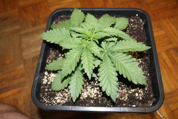 WEMBLEY X MENDOCINO Pyramid Seeds. Week 2