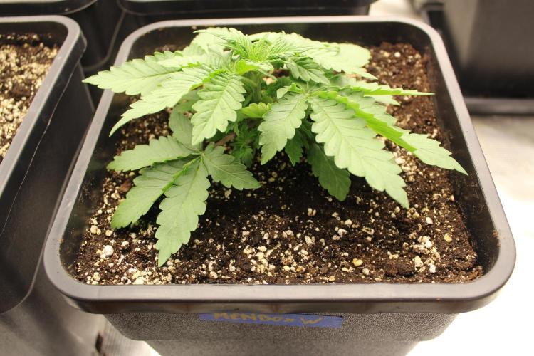 WEMBLEY X MENDOCINO Pyramid Seeds. Week 2