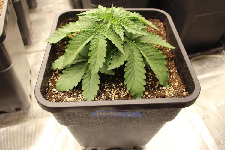 WEMBLEY X MENDOCINO Pyramid Seeds. Week 2