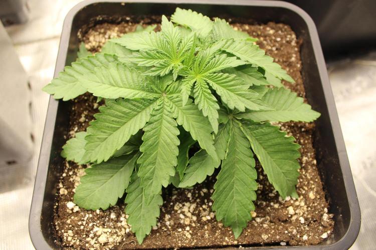 WEMBLEY X MENDOCINO Pyramid Seeds. Week 2