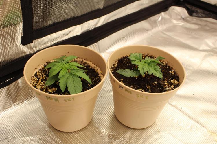 SUPER OG KUSH FAST - Pyramid Seeds. Week 2