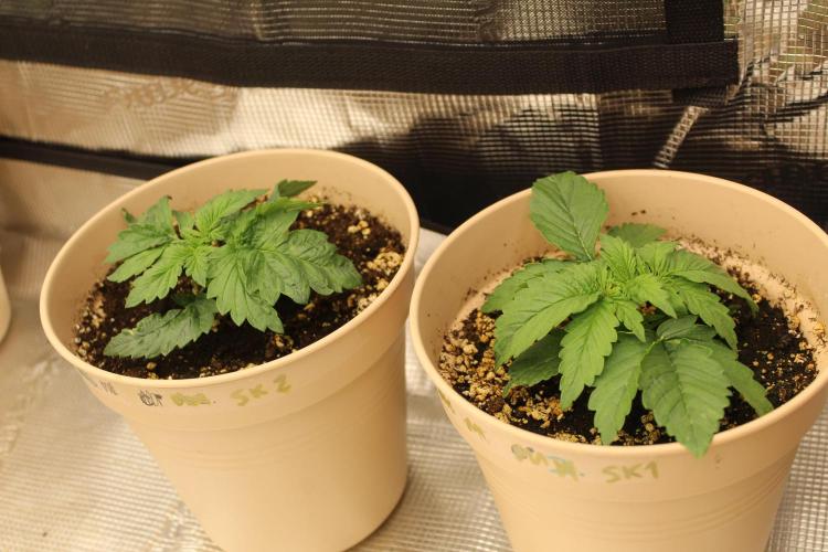 SUPER OG KUSH FAST - Pyramid Seeds. Week 2
