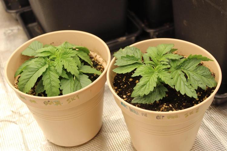 SUPER OG KUSH FAST - Pyramid Seeds. Week 2
