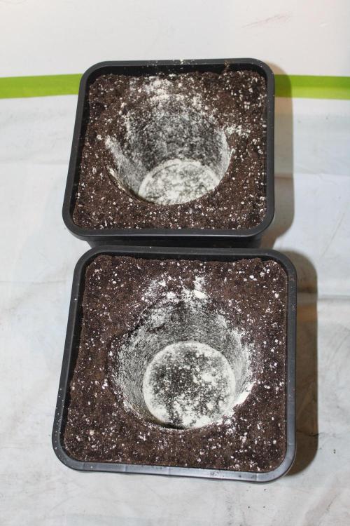 SUPER OG KUSH FAST - Pyramid Seeds. Week 2