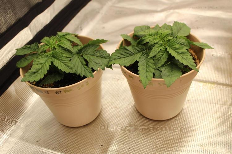 SUPER OG KUSH FAST - Pyramid Seeds. Week 2