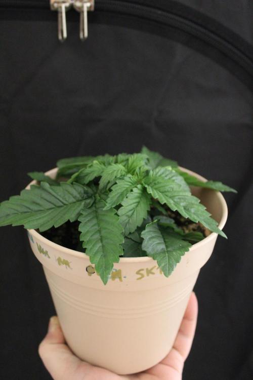 SUPER OG KUSH FAST - Pyramid Seeds. Week 2