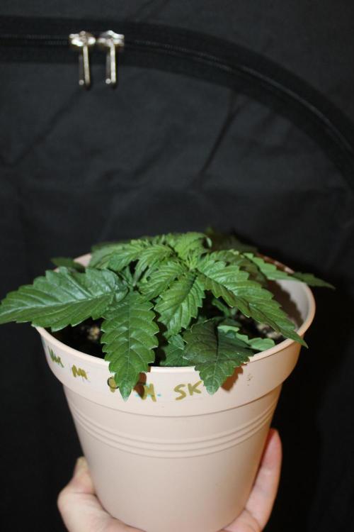 SUPER OG KUSH FAST - Pyramid Seeds. Week 2