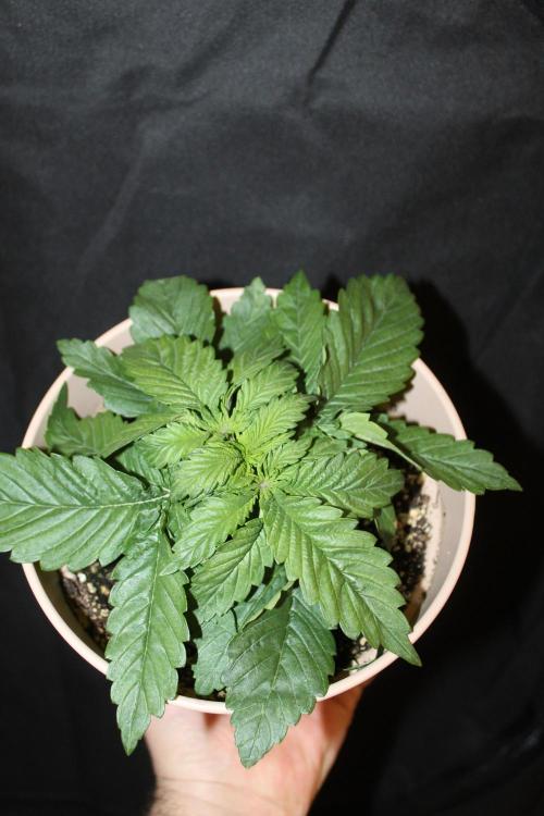 SUPER OG KUSH FAST - Pyramid Seeds. Week 2