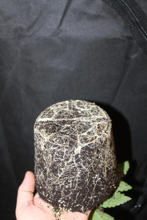 SUPER OG KUSH FAST - Pyramid Seeds. Week 2