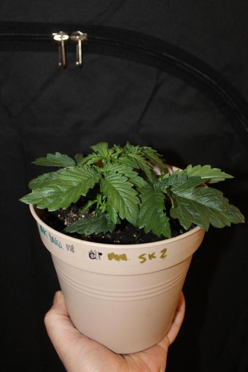 SUPER OG KUSH FAST - Pyramid Seeds. Week 2