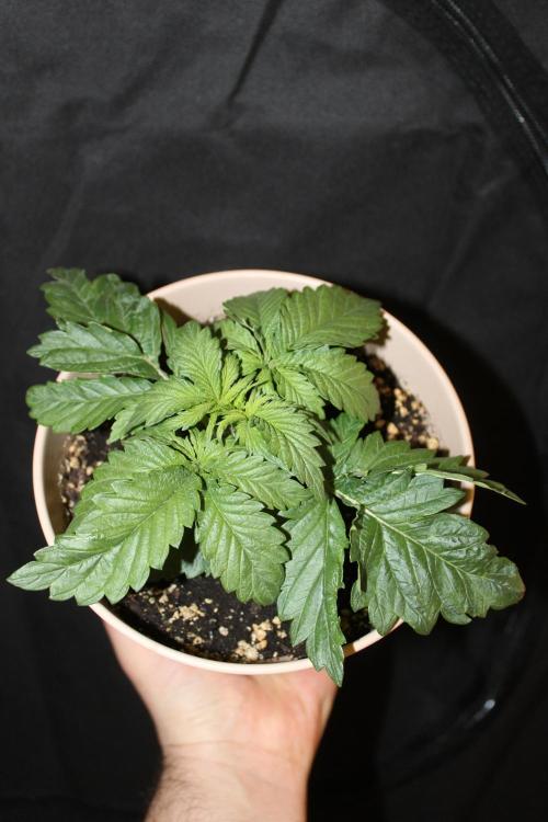 SUPER OG KUSH FAST - Pyramid Seeds. Week 2