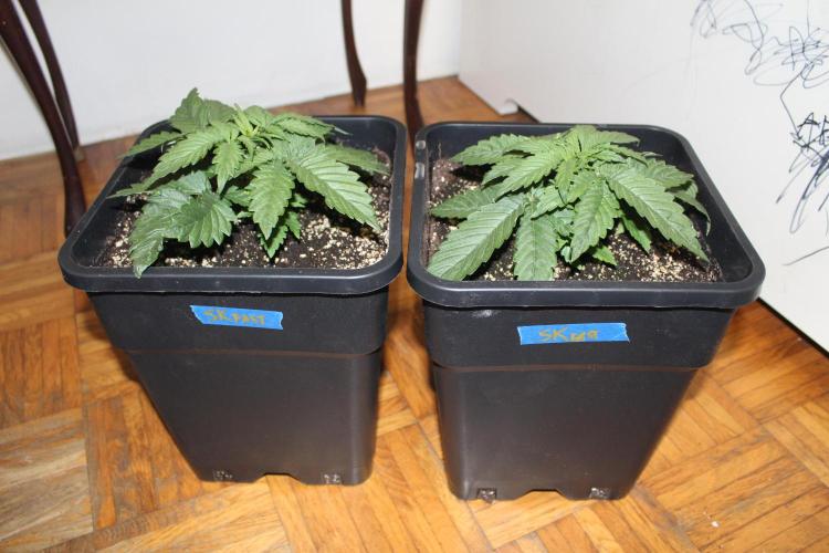 SUPER OG KUSH FAST - Pyramid Seeds. Week 2