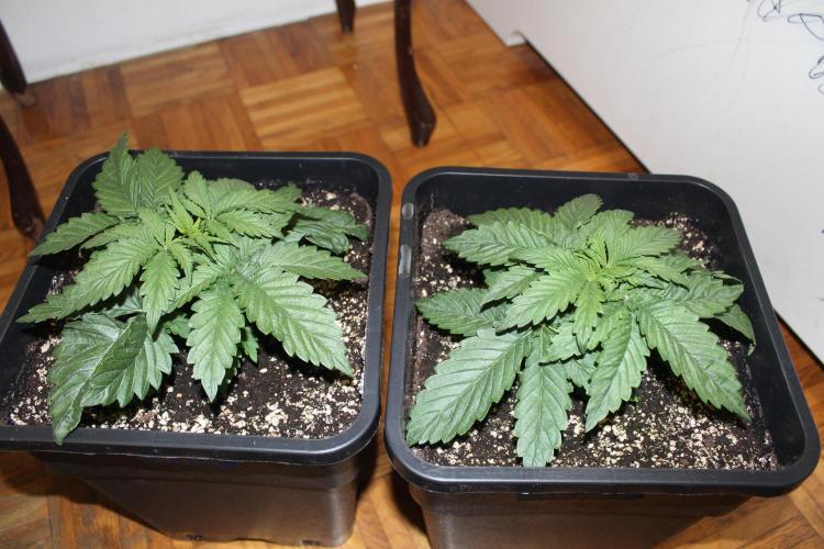 SUPER OG KUSH FAST - Pyramid Seeds. Week 2