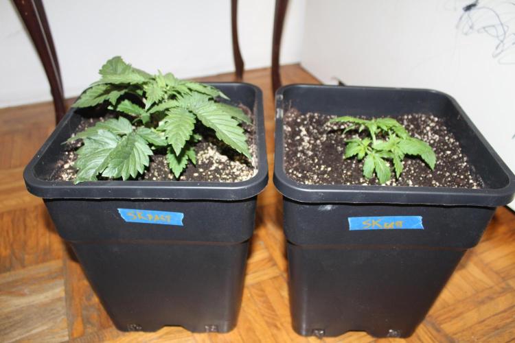 SUPER OG KUSH FAST - Pyramid Seeds. Week 2