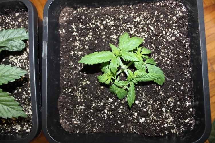 SUPER OG KUSH FAST - Pyramid Seeds. Week 2