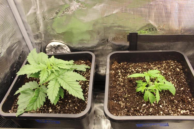 SUPER OG KUSH FAST - Pyramid Seeds. Week 2