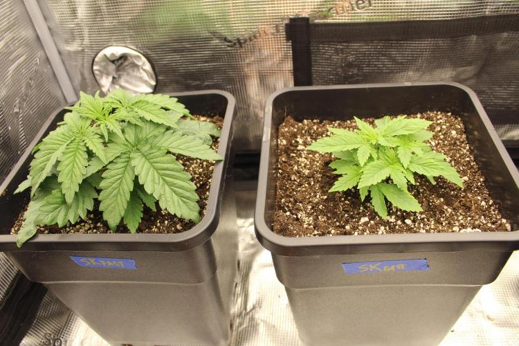 SUPER OG KUSH FAST - Pyramid Seeds. Week 2