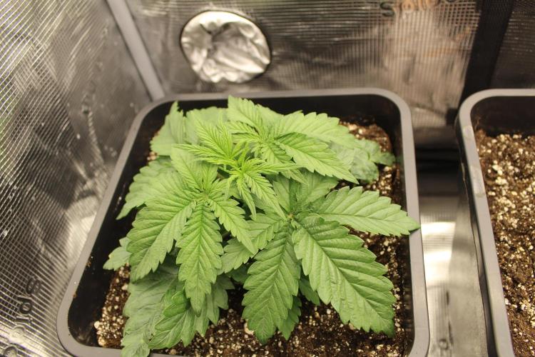SUPER OG KUSH FAST - Pyramid Seeds. Week 2