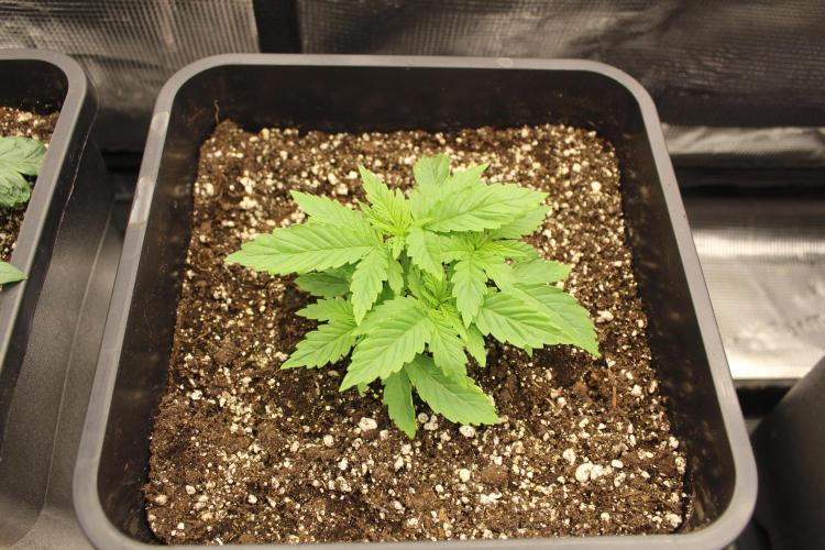 SUPER OG KUSH FAST - Pyramid Seeds. Week 2