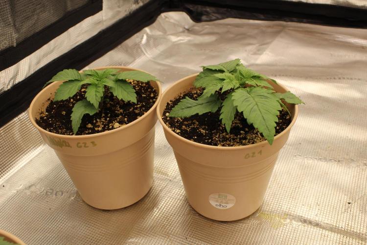 GORILLA ZKITTLEZ - Barney's Farm. Week 2