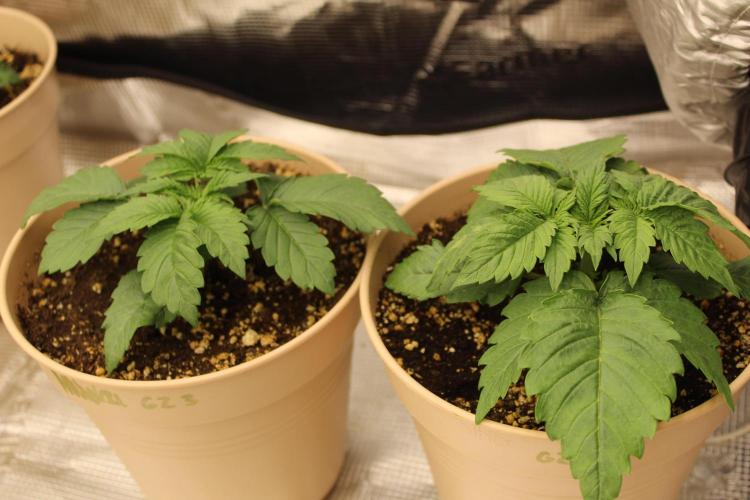 GORILLA ZKITTLEZ - Barney's Farm. Week 2