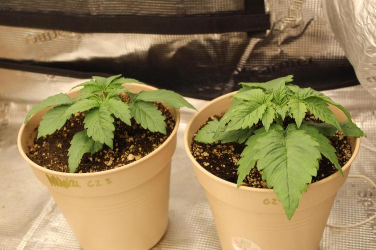 GORILLA ZKITTLEZ - Barney's Farm. Week 2