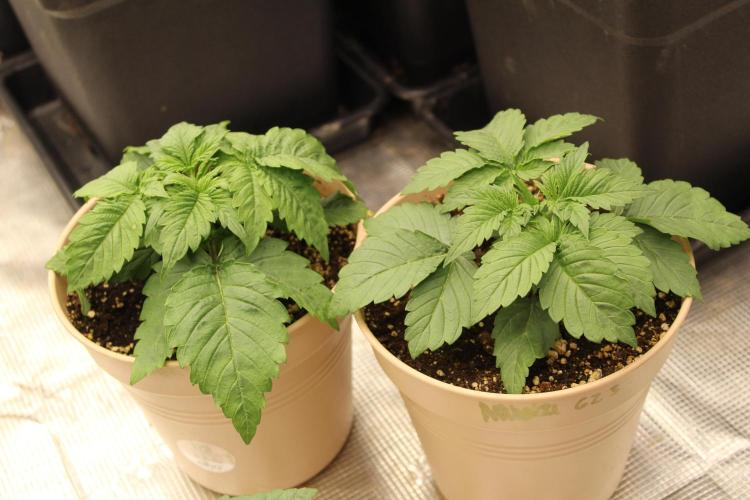 GORILLA ZKITTLEZ - Barney's Farm. Week 2