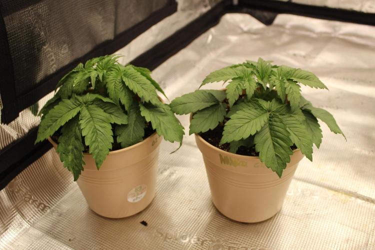 GORILLA ZKITTLEZ - Barney's Farm. Week 2