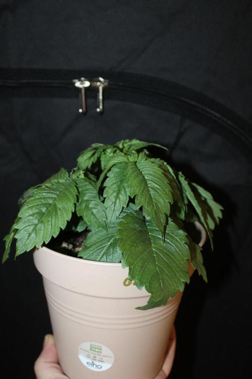 GORILLA ZKITTLEZ - Barney's Farm. Week 2