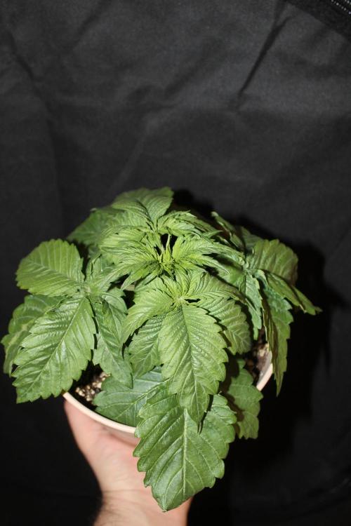 GORILLA ZKITTLEZ - Barney's Farm. Week 2