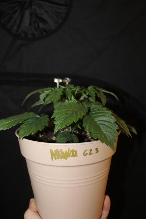 GORILLA ZKITTLEZ - Barney's Farm. Week 2