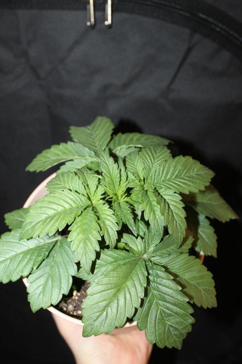 GORILLA ZKITTLEZ - Barney's Farm. Week 2