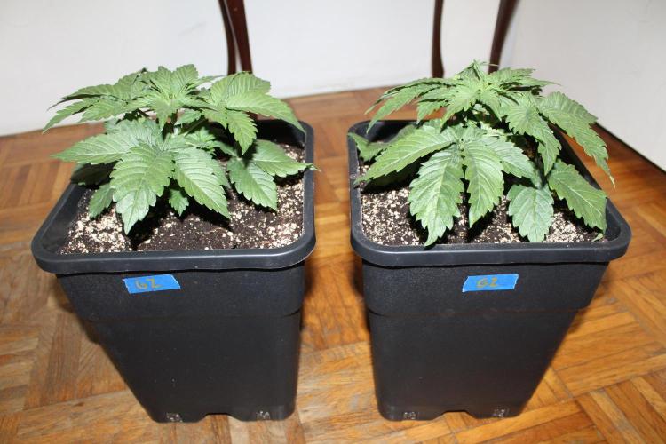 GORILLA ZKITTLEZ - Barney's Farm. Week 2