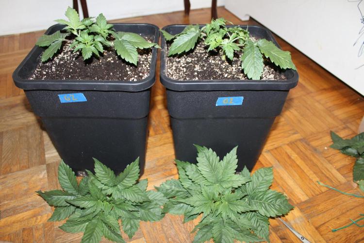 GORILLA ZKITTLEZ - Barney's Farm. Week 2