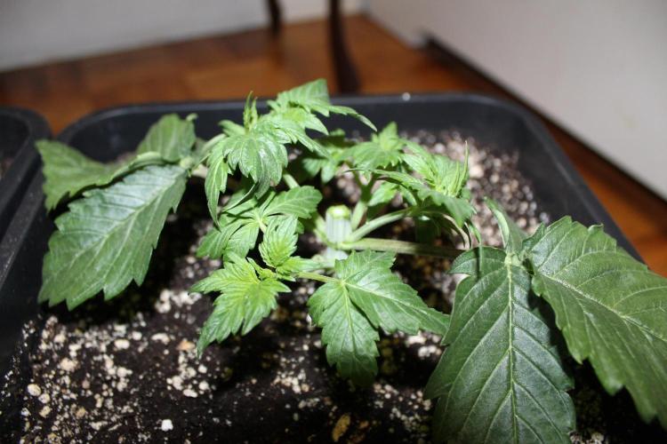 GORILLA ZKITTLEZ - Barney's Farm. Week 2