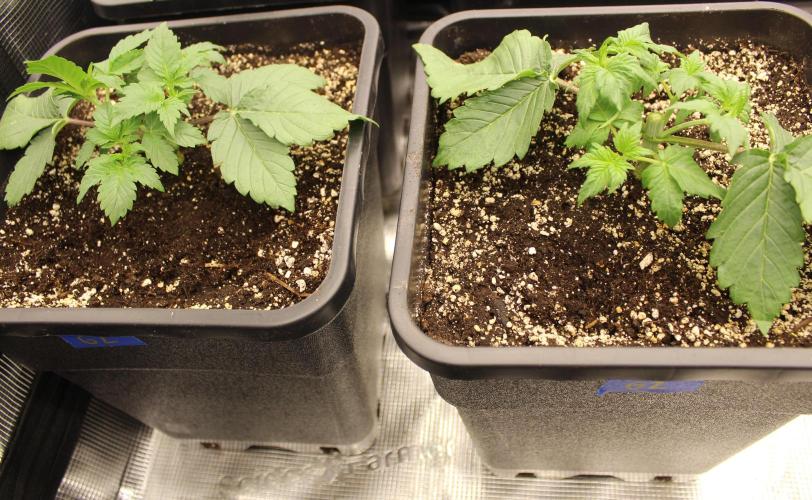GORILLA ZKITTLEZ - Barney's Farm. Week 2