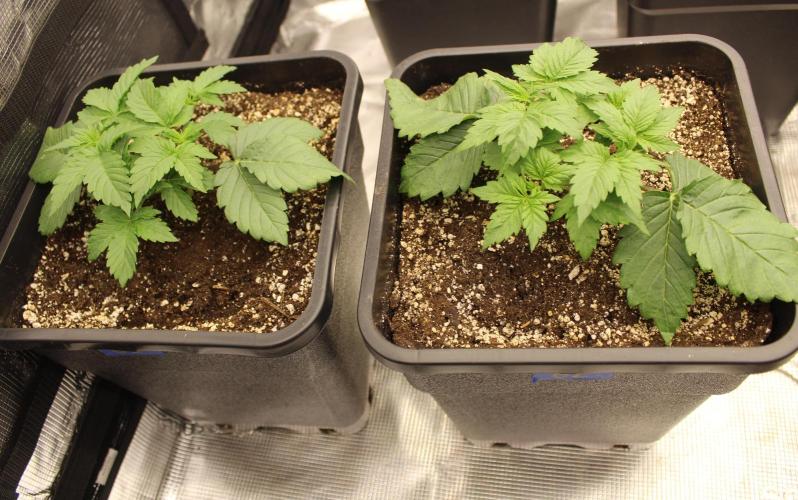 GORILLA ZKITTLEZ - Barney's Farm. Week 2