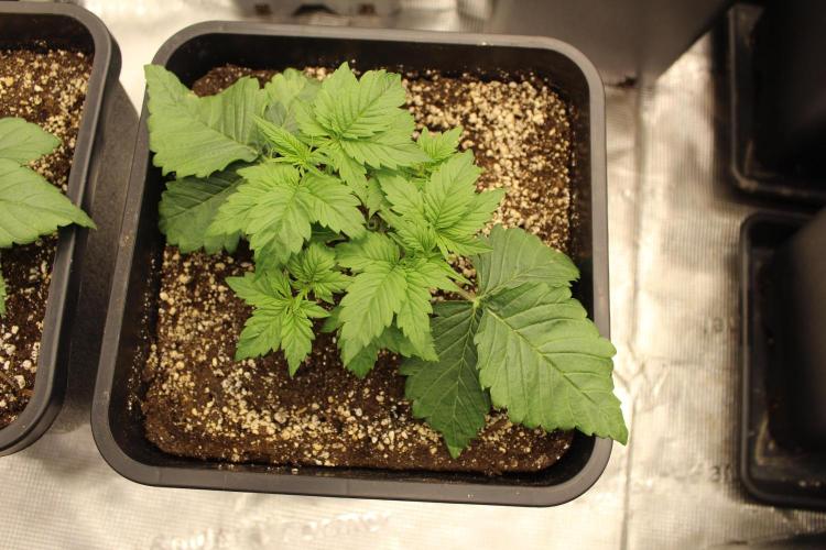 GORILLA ZKITTLEZ - Barney's Farm. Week 2