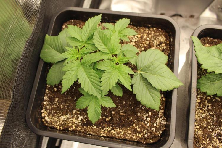 GORILLA ZKITTLEZ - Barney's Farm. Week 2