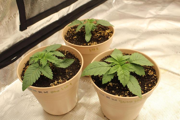 LSD - Barney's Farm. Week 2