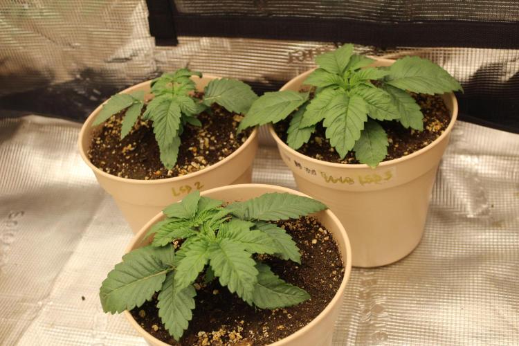 LSD - Barney's Farm. Week 2