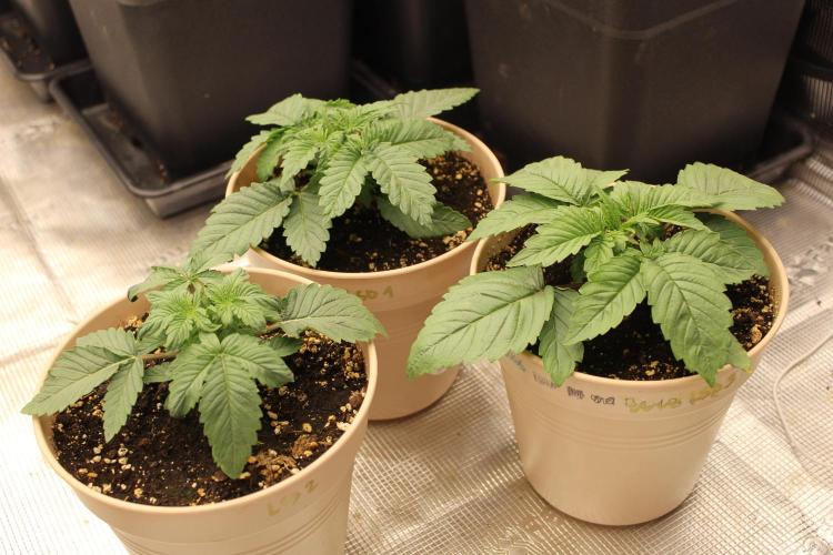 LSD - Barney's Farm. Week 2