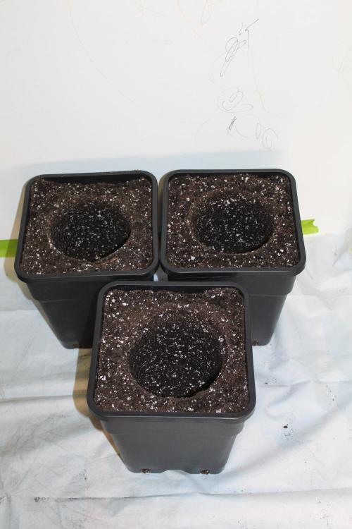 LSD - Barney's Farm. Week 2