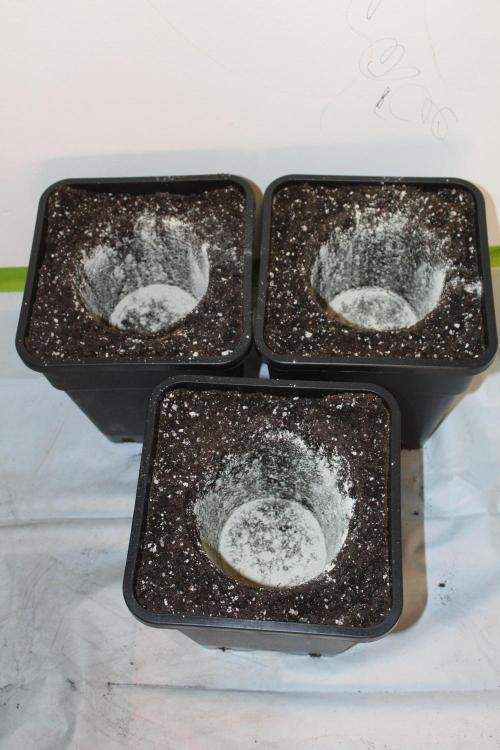 LSD - Barney's Farm. Week 2
