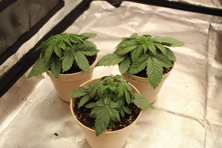 LSD - Barney's Farm. Week 2